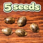 5 Seeds