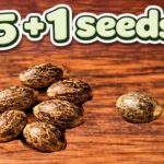 5 + 1 Seeds (6 total)