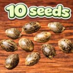 10 Seeds