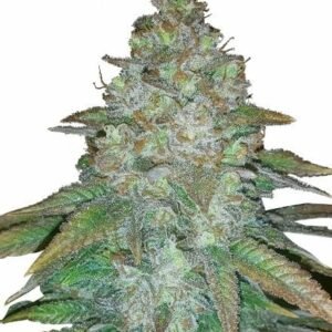 Mimosa Famosa Feminized Seeds