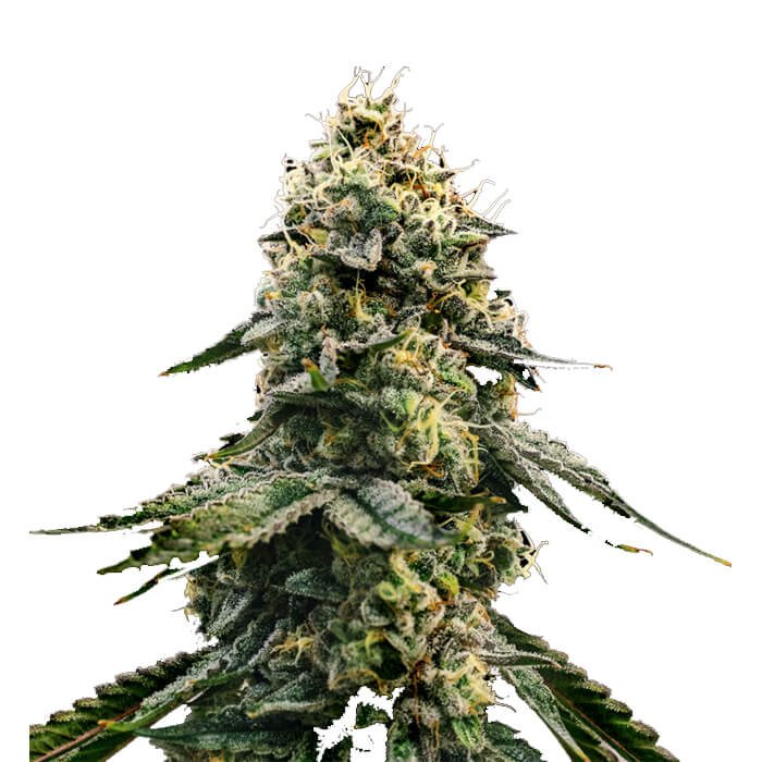 Runtz Gluntz Feminized Seeds