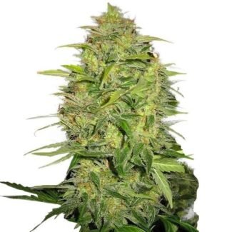Lemon Skunk Feminized (On Sale)