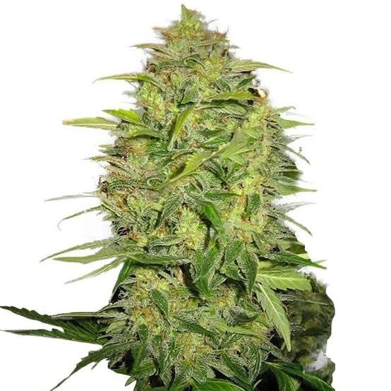 Lemon Skunk Feminized (On Sale)